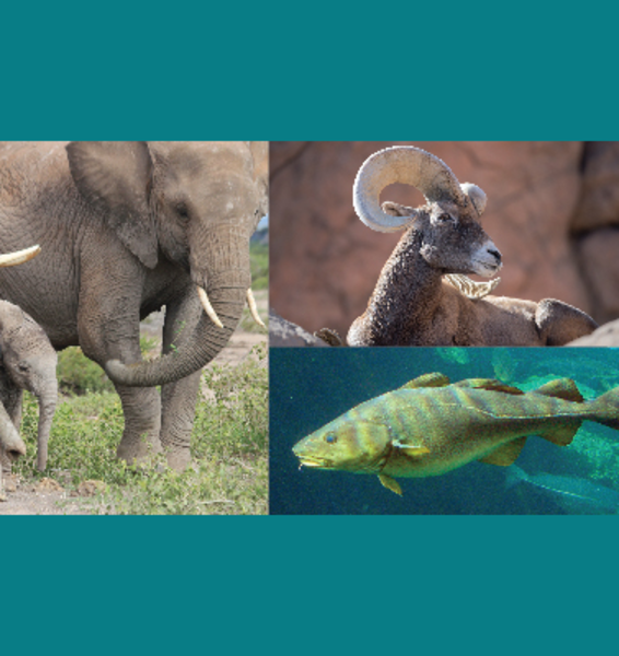 Tutelare la cultura animale, una nuova strategia per la conservazione delle specie 
