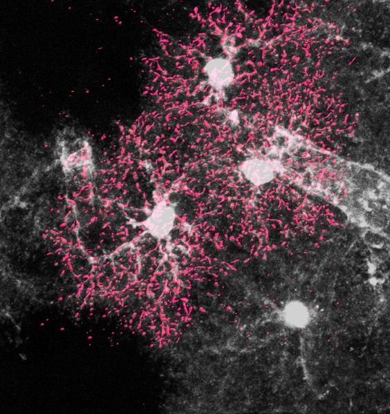“E quindi uscimmo a riveder le stelle”: un nuovo studio Sapienza mette in luce il ruolo delle cellule stellate nello sviluppo del nostro cervello 