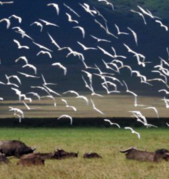 Il cambiamento climatico minaccia molte specie animali