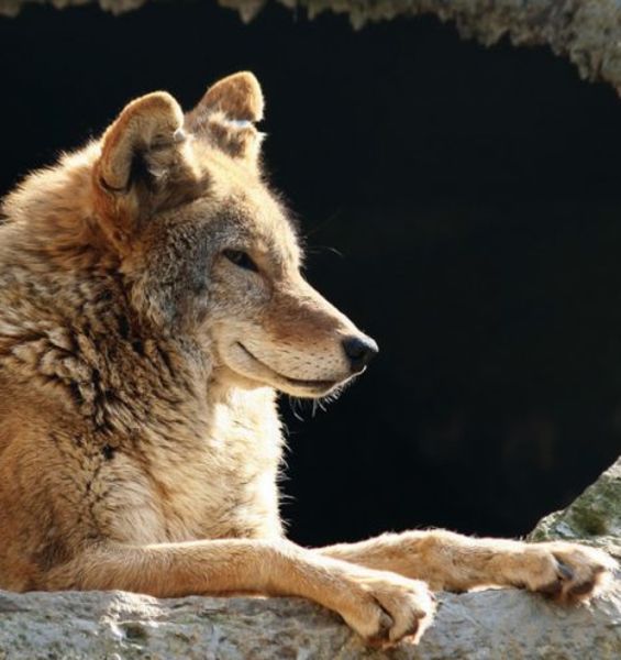Amico cane. Lupi e cani dalla preistoria ad oggi