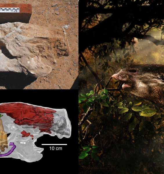 Il bradipo non teme il tempo: negli esemplari di oggi le tracce di una storia evolutiva lunga 35 milioni di anni