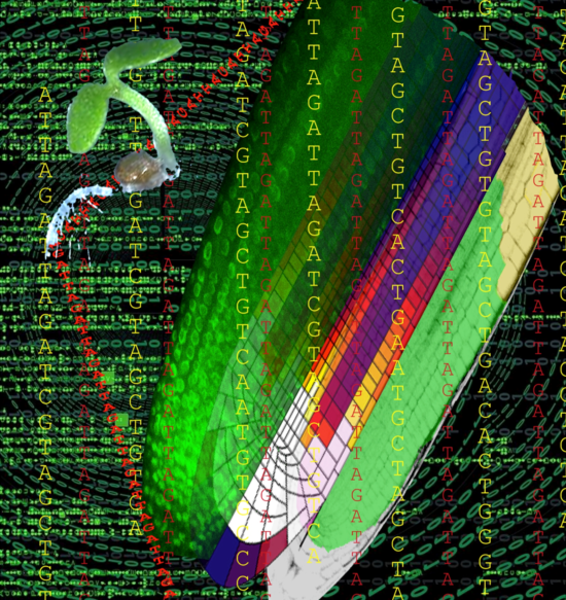 Predicting plant behaviour through mathematical modeling 