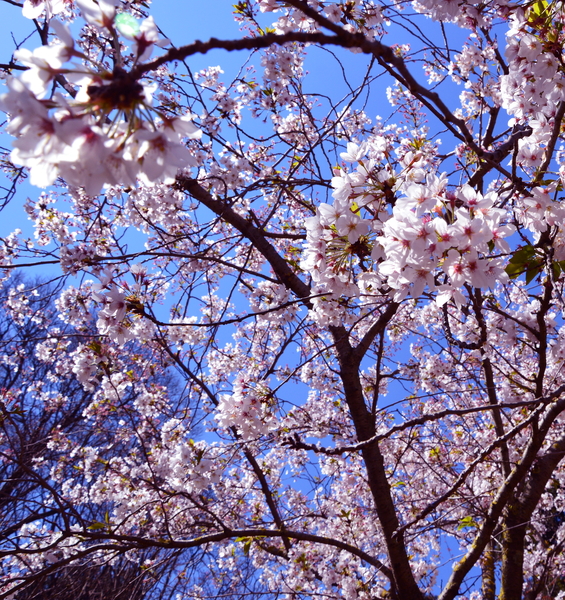 Hanami, celebriamo la bellezza dei ciliegi in fiore - Orto botanico (7 - 8 aprile)