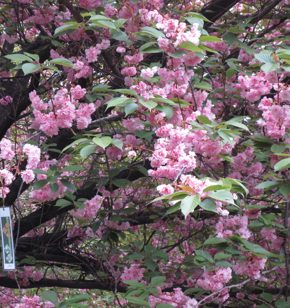 Hanami all