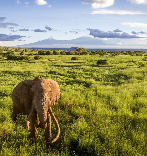 Biodiversità globale: i numeri per non perderla