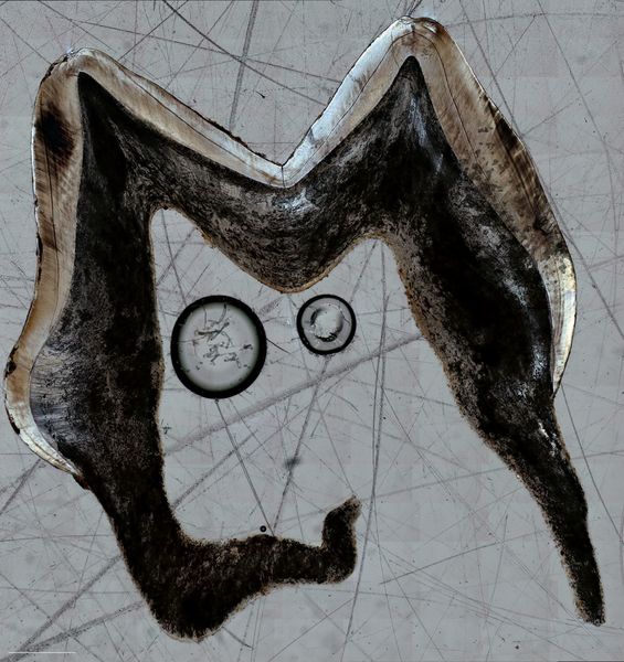 Quanto crescevano i bambini nel Medioevo? Dall’analisi dei denti da latte indizi e informazioni sullo sviluppo infantile nel VII sec d.c.