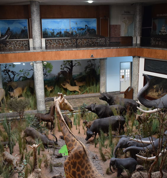 Il Polo museale vince un bando di cooperazione con il Mozambico per l