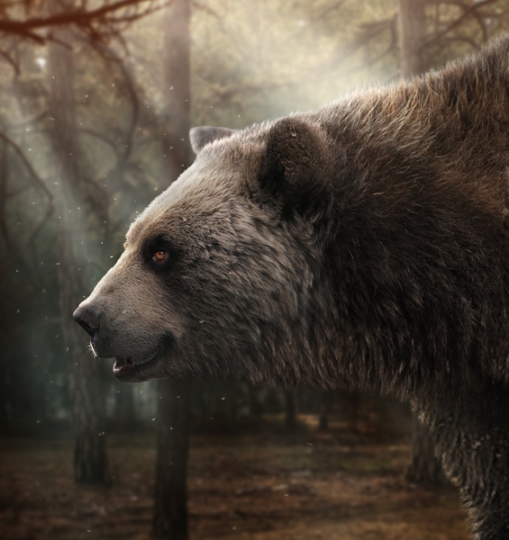 In Italia le prime tracce dell’orso gigante “dal muso corto”