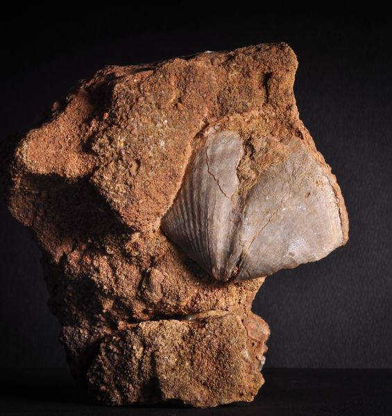 I fossili raccontano la fine di un’era glaciale di 300 milioni di anni fa