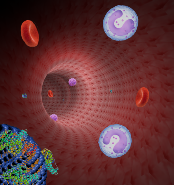 Coated Nanovectors Remain in the Organism for Longer. New Outlooks for Tumour Therapies