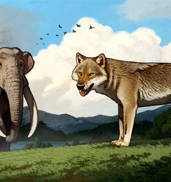 Ritrovato a Roma il fossile del primo lupo d’Europa 
