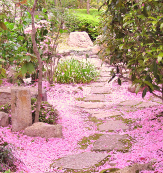 La fioritura dei ciliegi al giardino giapponese dell