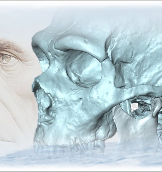 Una nuova indagine sull’aspetto dei Neanderthal svela i misteri della peculiare morfologia cranio-facciale di questa specie umana