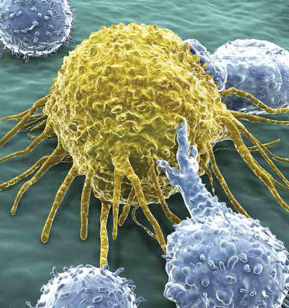 Dall’alleanza Sapienza-Harvard, un nuovo approccio per l’immunoterapia del cancro