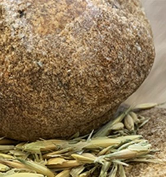 Le analisi sul tartaro di 60 individui vissuti tra 11.500 e 8.000 anni fa, rivelano il consumo di cereali e piante prima dell’introduzione dell’agricoltura in Europa