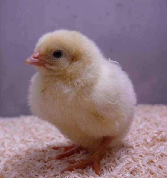 Perché umani e animali preferiscono suoni consonanti: scoperta la radice biologica