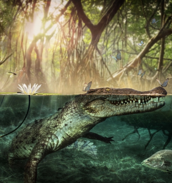 Seven million years ago the African crocodile crossed the Atlantic and colonised the New World