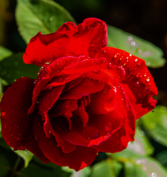 Green Thumb at your Fingertips. All you need to know about Plants and their World