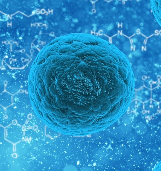 Dalle piante all’uomo: il modello matematico di sviluppo della radice per comprendere il differenziamento delle staminali umane 