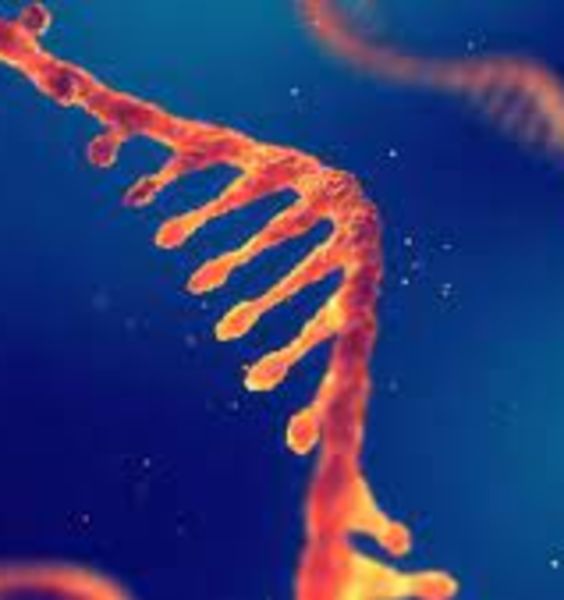 Dall’RNA nuovi possibili trattamenti per i tumori