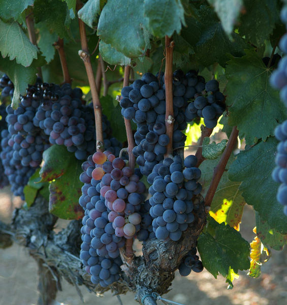 The first grape harvest of the Vigneto Italia at the Botanical Garden