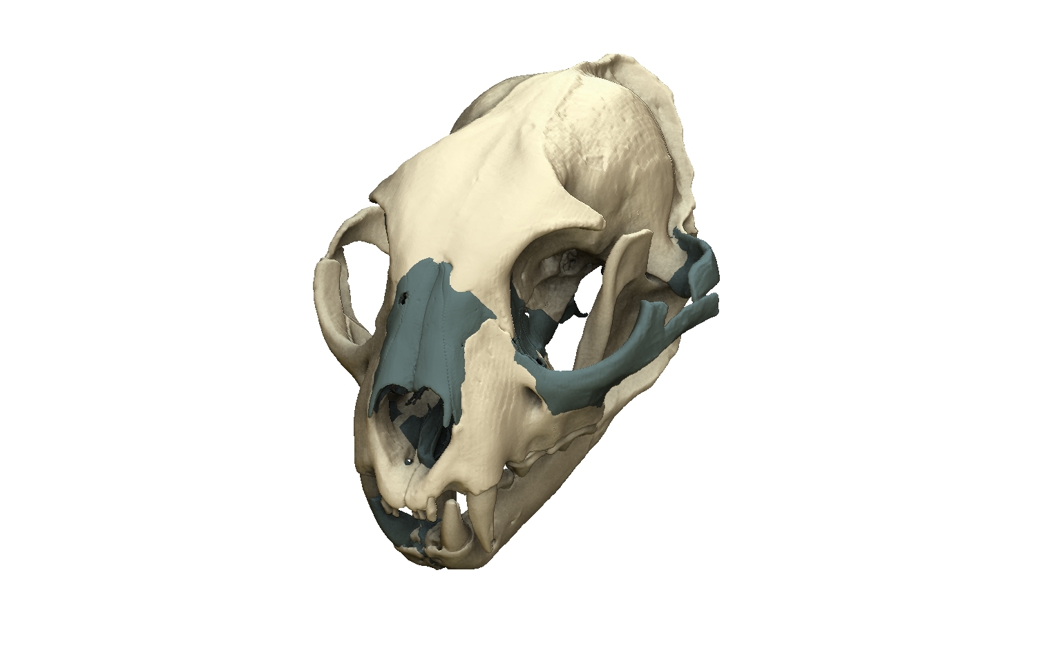 Digitally restored skull