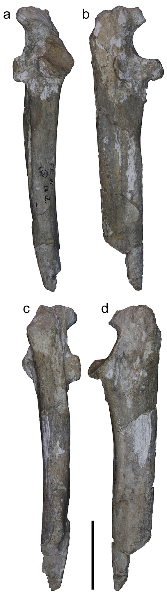 Ulna di Agriotherium