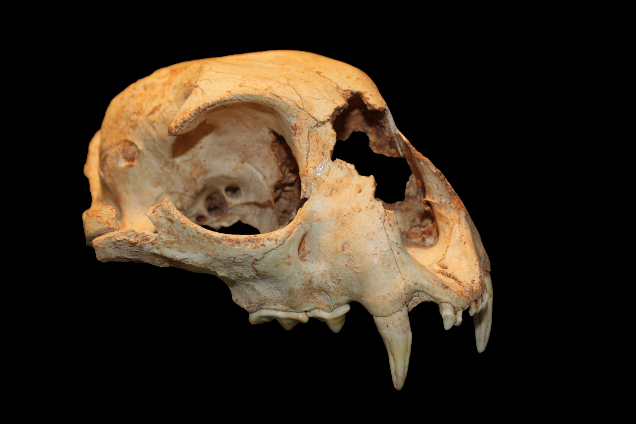 Skull Lynx