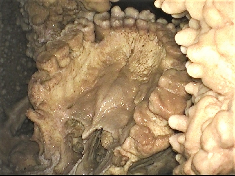 Dettaglio della dentatura