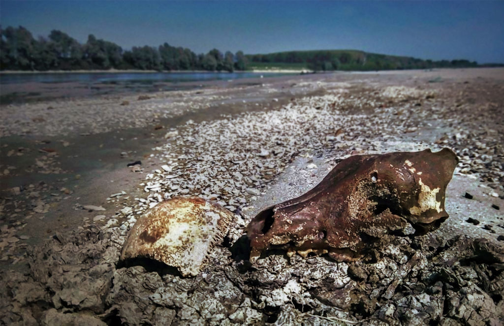 Cranio di lupo ritrovato sulla spiaggia Boschi Maria Luigia, presso Coltaro (PR), 2018. (Foto di Davide Persico)