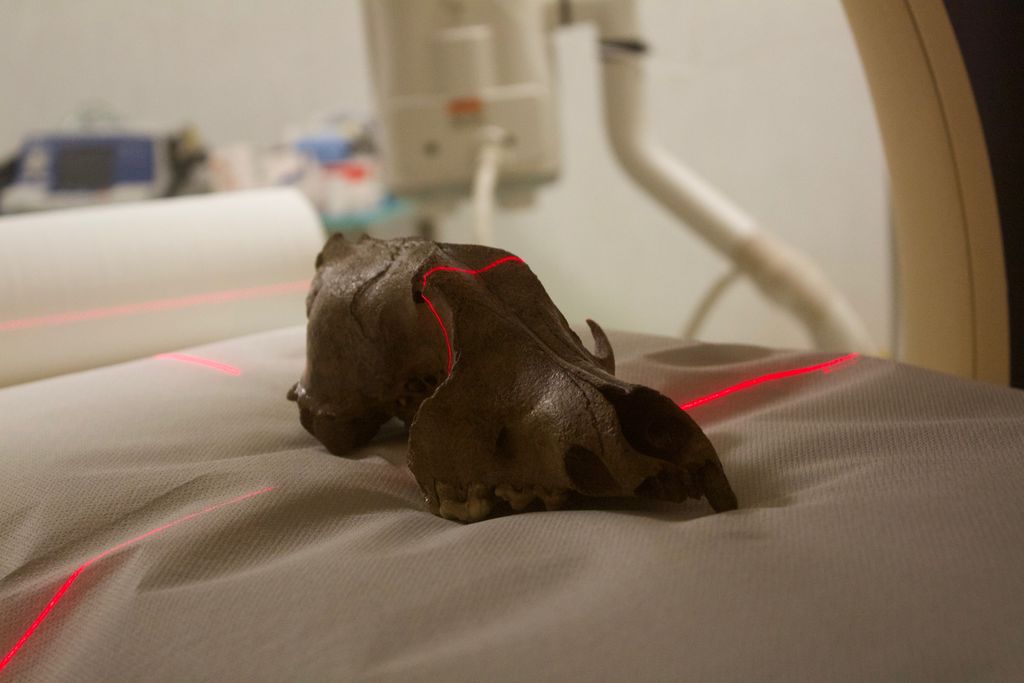 Scansione tomografica del cranio (Foto di Dawid A. Iurino)