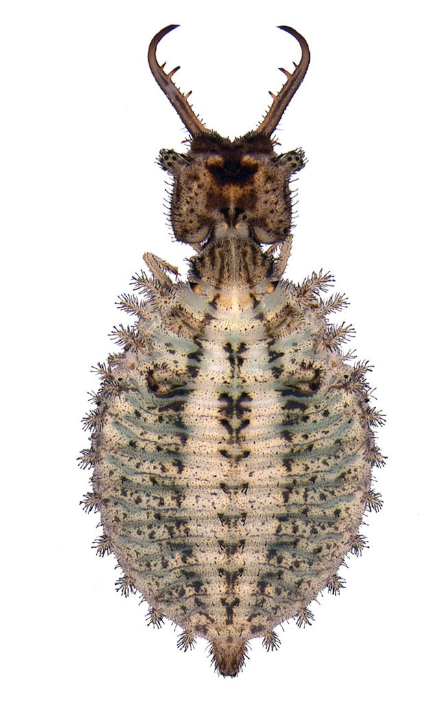 Libelloides latinus