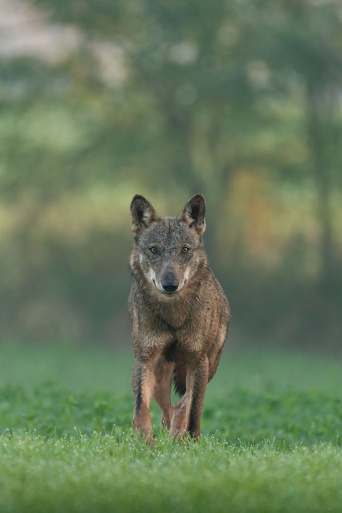 Esemplare di Lupo ripreso recentemente nella bassa Pianura Padana (Foto di Alessandro Barbieri)