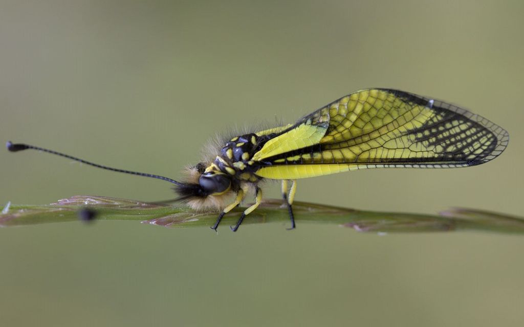 Libelloides latinus