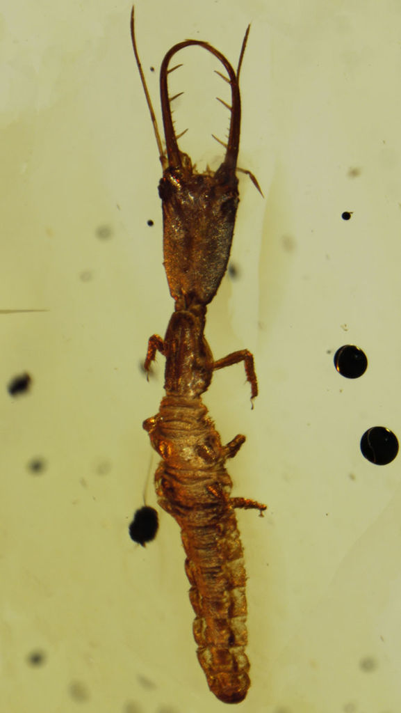 Macleodiella