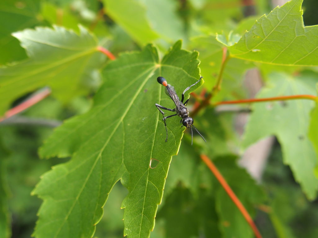 ammophila_1