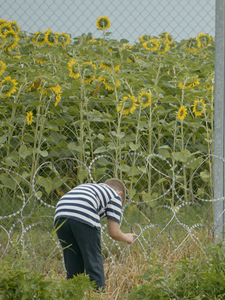 Campo di girasoli con bambino vicino al filo spinato