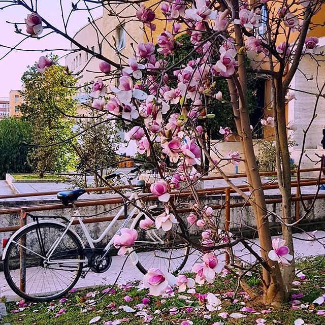 bici_fiori.jpg