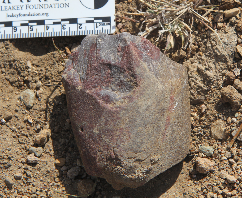 credits Smithsonian Institute