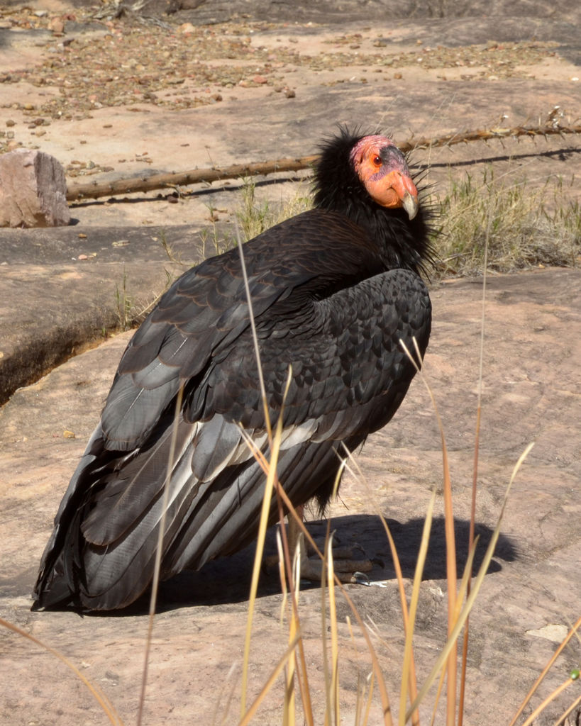 Condor California