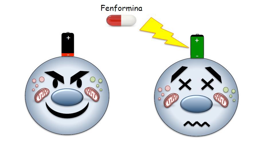 Phenformin “charges” the tumor cells to switch them off