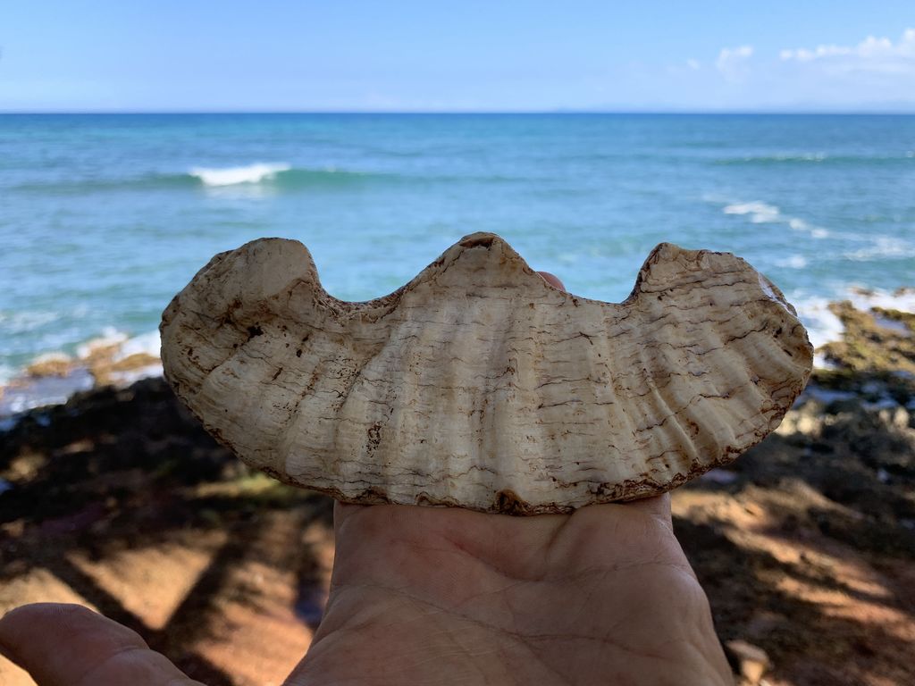 Caraibi