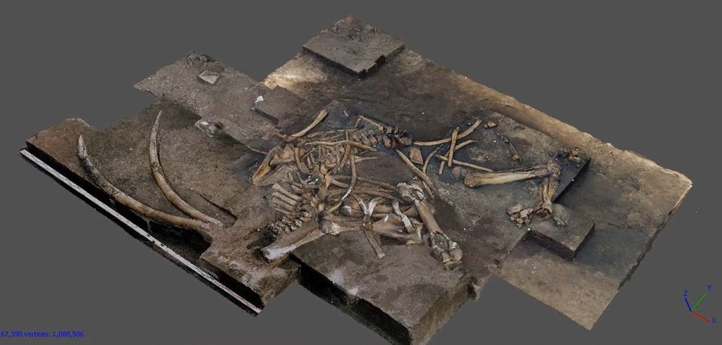 Ricostruzione 3D elefante
