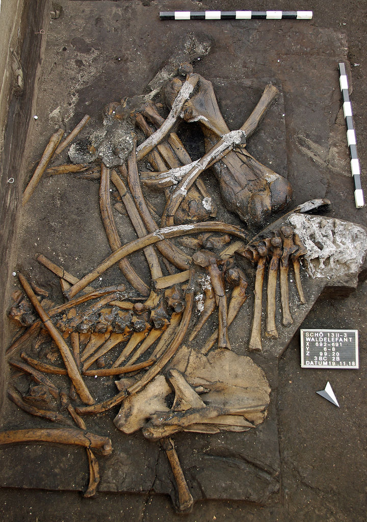Resti elefante Pleistocene 