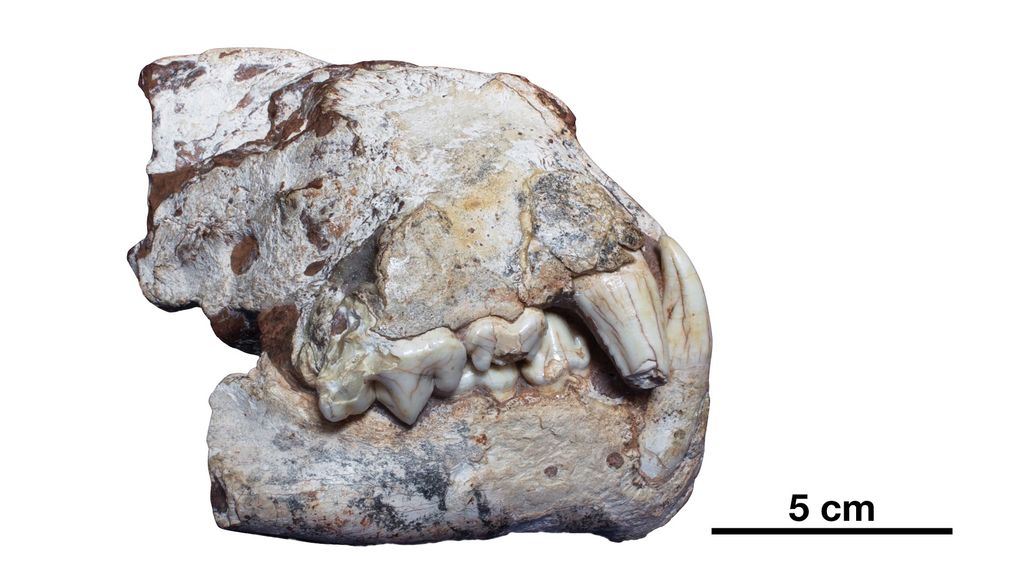 fossile