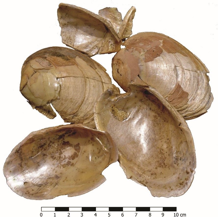 Conchiglie nilotiche provenienti dall'Egitto rinvenute nel quartiere residenziale dell'Area F (Bronzo Antico II, 3000-2800 a.C.)