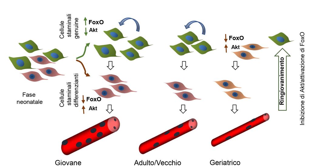 due popolazioni di cellule staminali muscolari
