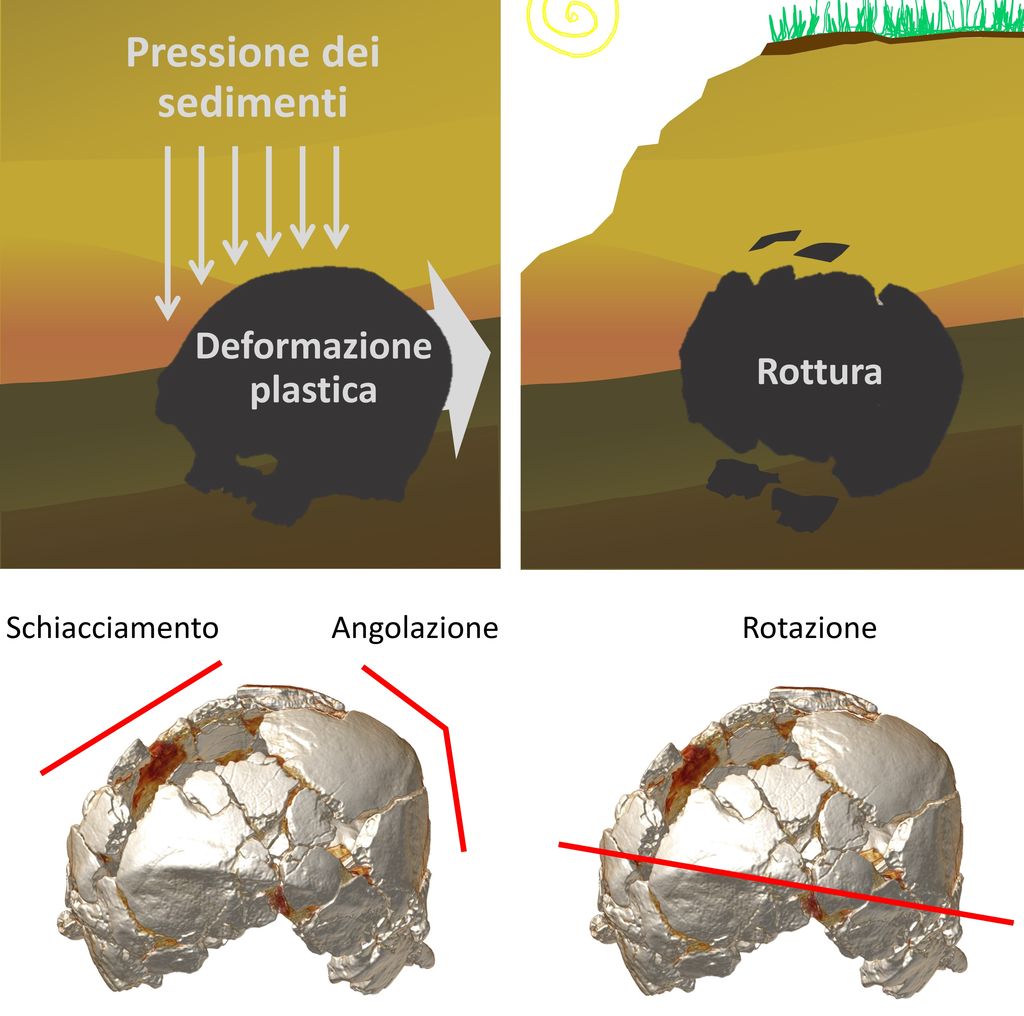La deformazione del cranio causata dalla pressione dei sedimenti 
