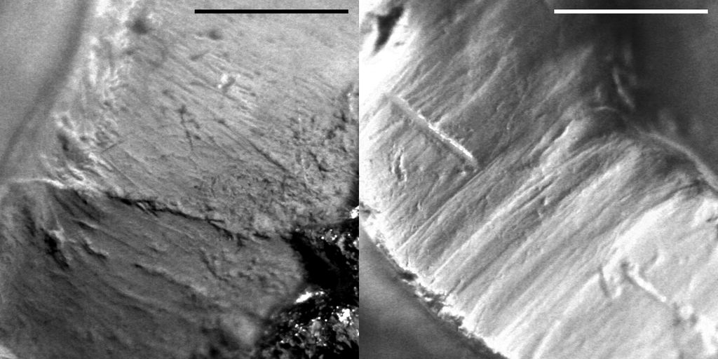 denti fossili
