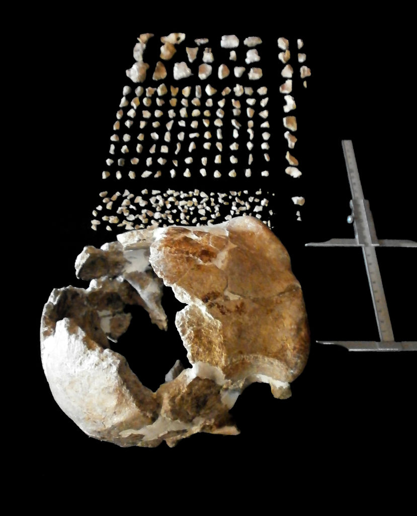 Il cranio di Ceprano venne ricostruito a partire da circa 50 frammenti